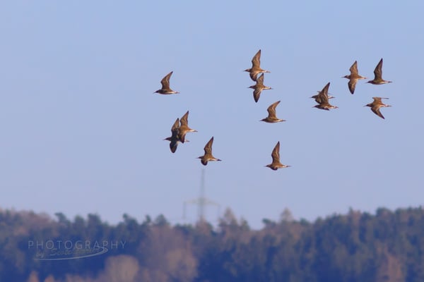 Ziehende Kampfläufer (Foto: Norbert Geisberger)