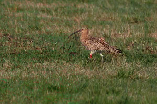 Ein besenderter Großer Brachvogel ist wieder heimgekehrt (Foto: Norbert Geisberger)