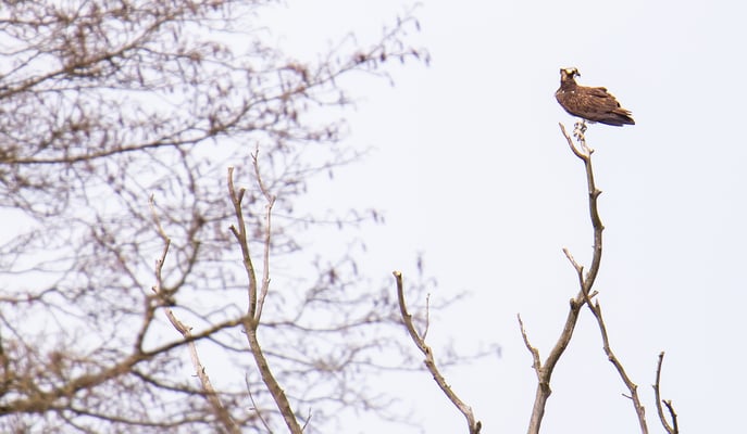 Fischadler (Foto: Fred Gruber)