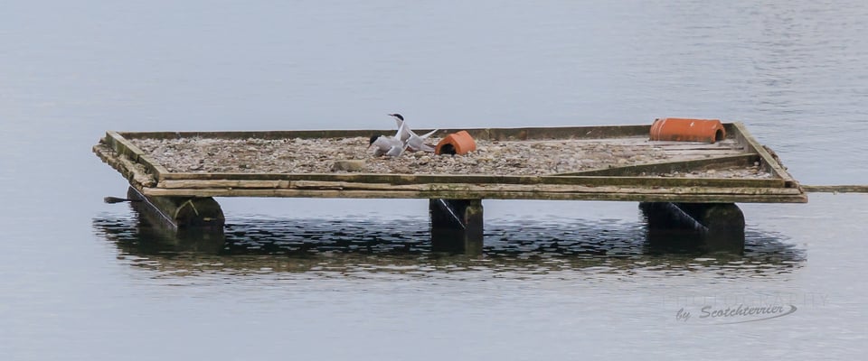 Am Schwalbenfloß sind die ersten Flussseeschwalben eingetroffen (Foto: Norbert Gesiberger).