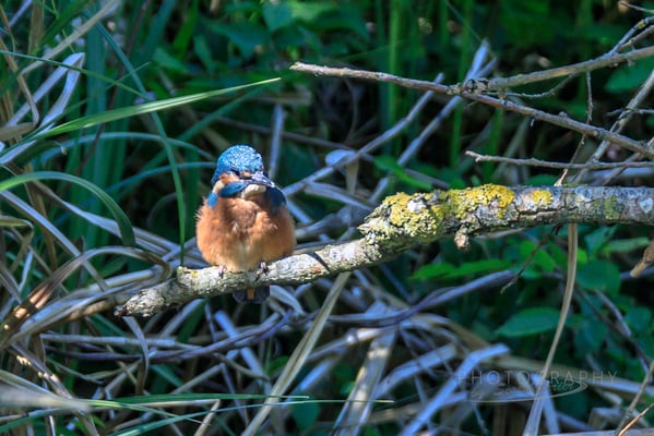 Eisvogel  (Foto: Norbert Geisberger)