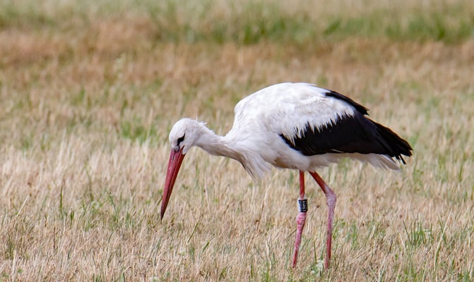 12 Weißstörche im Königsauer Moos (Foto: Fred Gruber)