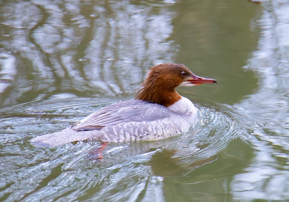 Gänsesäger (Foto: Fred Gruber)