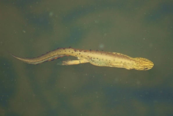 Der Teichmolch, breitet sich langsam aus