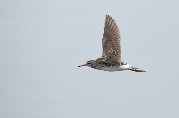 Bruchwasserläufer am Vilstalsee (Foto: Fred Gruber) 