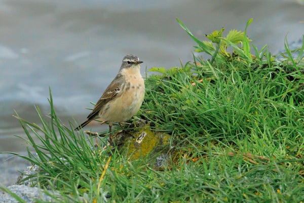 Bergpieper am Vilstalsee (Foto: Norbert Geisberger).