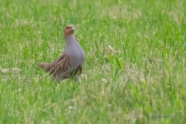 Rebhuhn nähe Wertstoffhof Moosthenning (Foto: Norbert Geisberger)