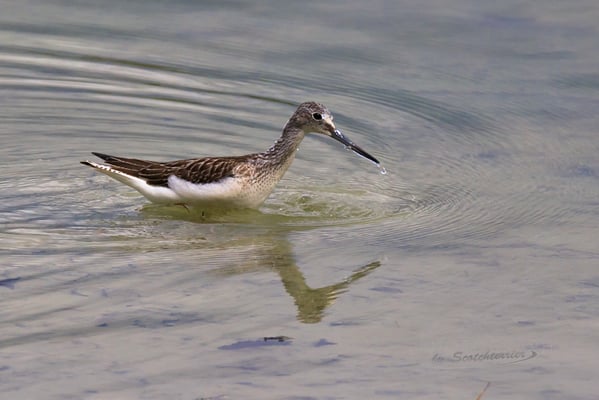 Norbert Geisberger: Grünchenkel am Mossandlweiher