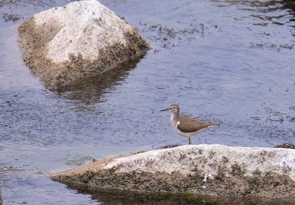 Flussuferläufer am Kraftwerk Gottfrieding (Foto: Fred Gruber)