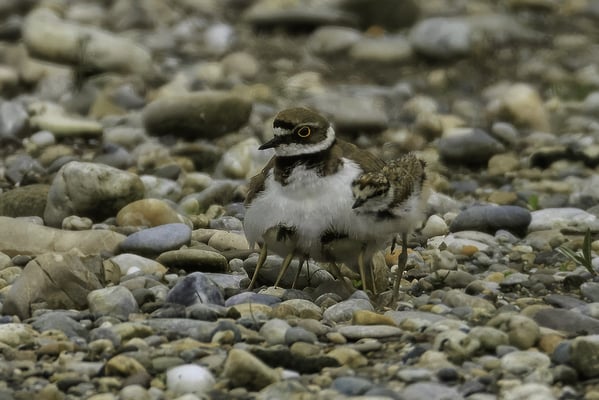 Flussregenpfeifer mit Küken (Foto: Norbert Geisberger)