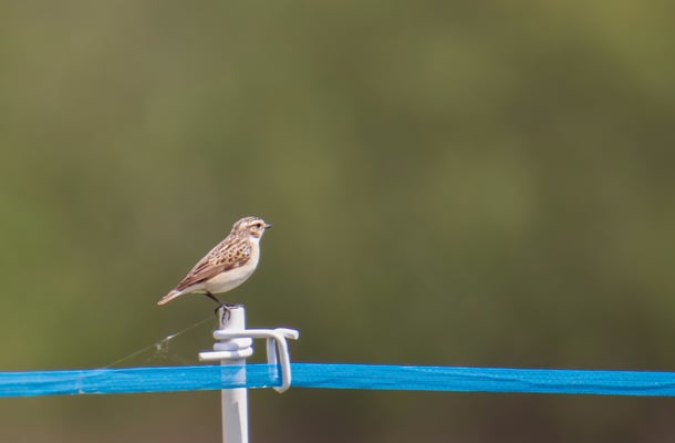 Braunkehlchen, weiblich (Foto: Fred Gruber)