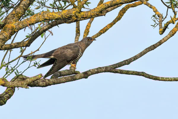 Kuckuck (Foto: Norbert Geisberger)