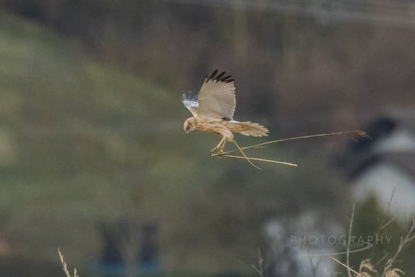 Rohrweihe (männlich) mit Nistmaterial im Königsauer Moos (Foto: Norbert Geisberger)