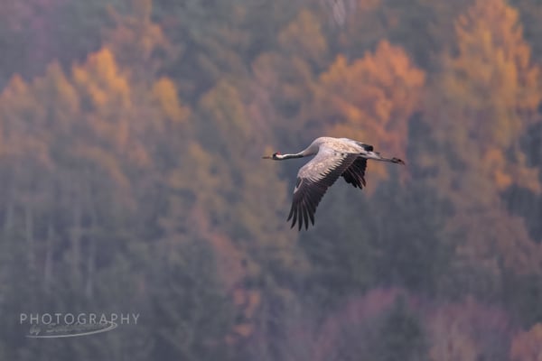 Flugbild Kranich im Königsauer Moos (Foto: Norbert Geisberger)