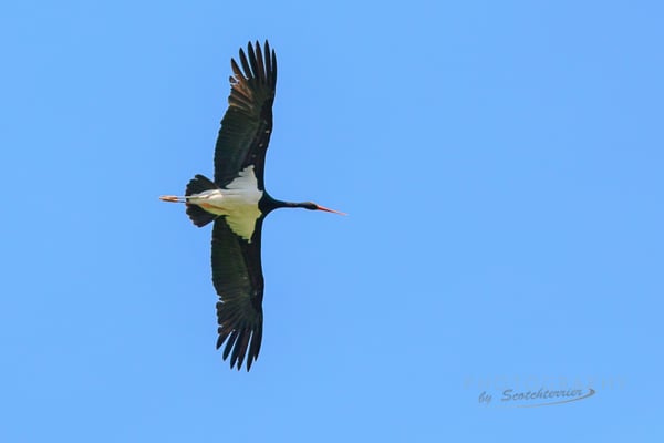 Schwarzstorch  (Foto: Norbert Geisberger)