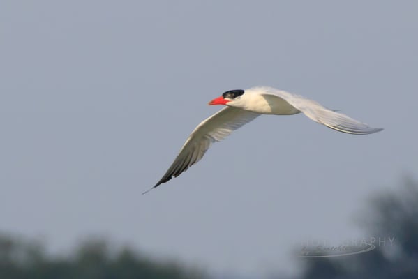 Norbert Geisberger: Raubseeschwalbe am Dingolfinger Stausee