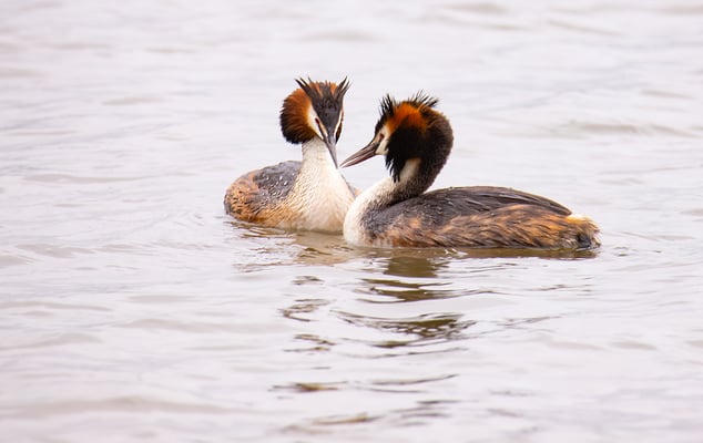 Haubentaucher bei der Balz (Foto: Fred Gruber)