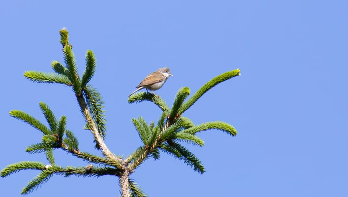 Dorngrasmücke, Frichlkofen (Foto: Fred Gruber)