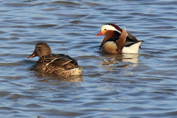 Mandarinente (Erpel) am Dingolfinger Stausee (Foto: Norbert Geisberger)