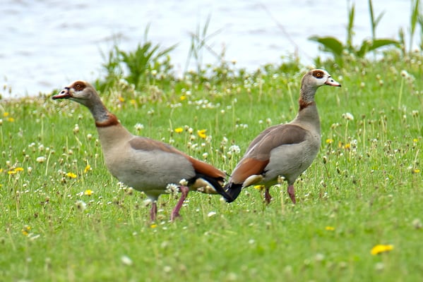 Nilgans (Foto: Fred Gruber)