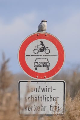 Raubwürger im Königsauer Moos (Foto: Norbert Geisberger)