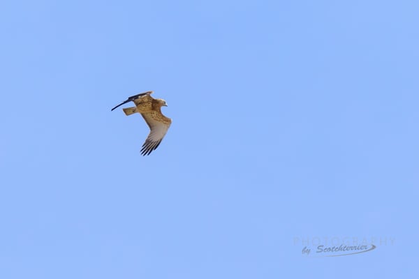 Schlangenadler auf dem Zug (Foto: Norbergt Geisberger)