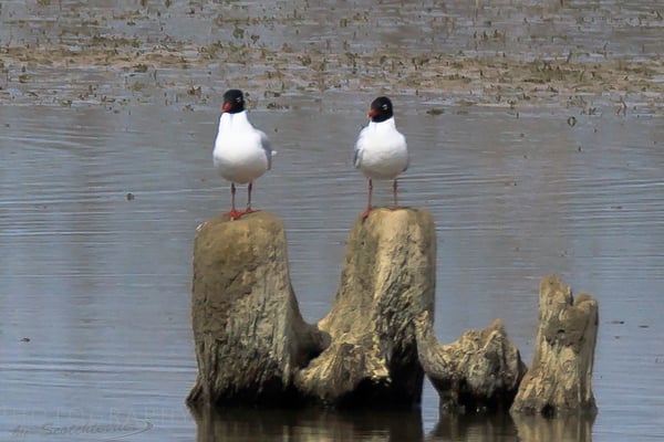 Schwarzkopfmöwen am Dingolfinger Stausee (Foto: Norbert Geisberger).