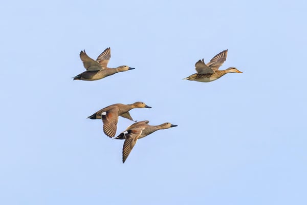 Schnatterenten (Foto: Norbert Geisberger)