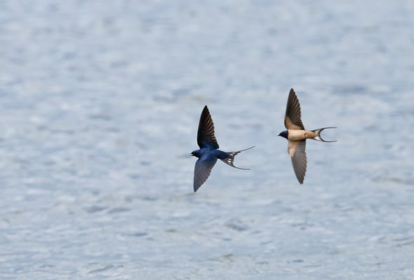 03.05.21: ca. 250 Rauchschwalben jagen am Vilstalsee nach Insekten (Foto: Fred Gruber).