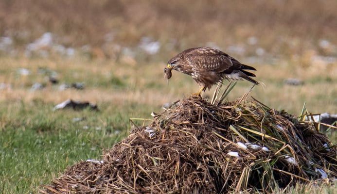 Mäusebussard bei der "Arbeit" (Foto: Fred Gruber).