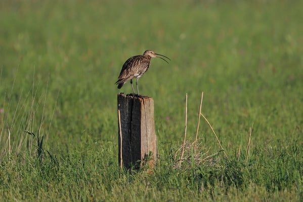 Großer Brachvogel (Foto: Joachim Aschenbrenner)