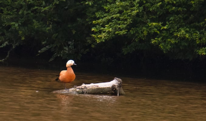 Rostgans am Merzweiher bei Unterweilnbach (Foto: Fred Gruber)