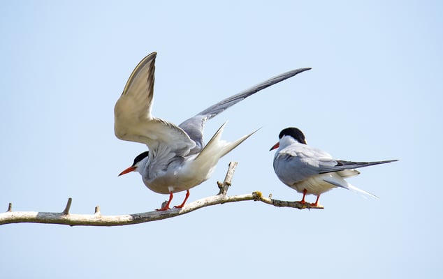 Flussseeschwalben am Vilstalsee (Foto: Fred Gruber)