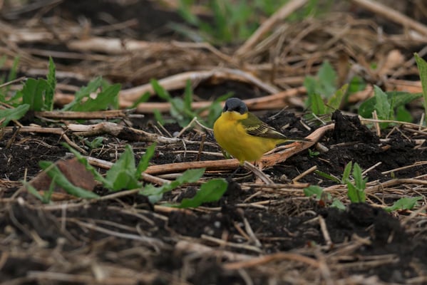 Thunberg Schafstelze (Foto: Norbert Geisberger) 
