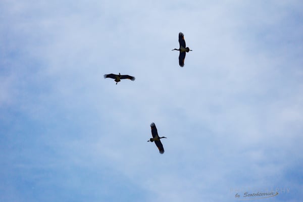 Ziehende Schwarzstörche bei Gottfrieding (Foto: Norbert Geisberger)