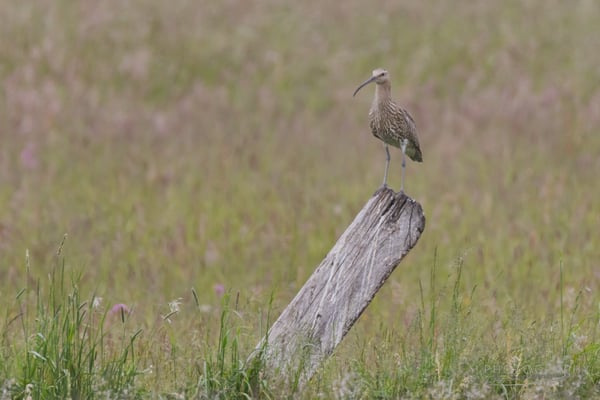 Großer Brachvogel Königsauer Moos (Foto: Norbert Geisberger)