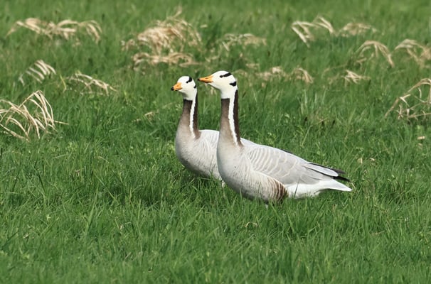 Streifengans (Foto: Norbert Geisberger)