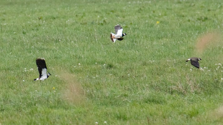 Kiebitze im Königsauer Moos (Foto: Fred Gruber)