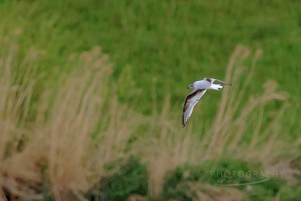 Zwergmöwe am Vilstalsee (Foto: Norbert Geisberger).