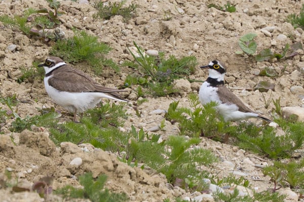 Flussregenpfeifer Paar (Foto: Joachim Aschenbrenner)