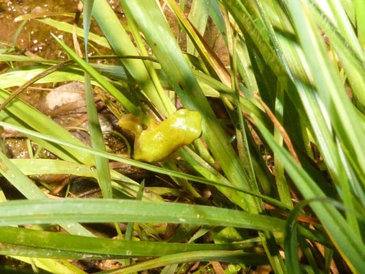 Laubfrosch-Nachwuchs