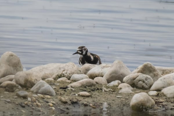 Steinwälzer Kiesabbaugebiet Mamming (Foto: Norbert Geisberger)