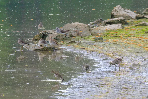Grünschenkel, Kampfläufer und Bruchwasserläufer (Foto: Norbert Geisberger)