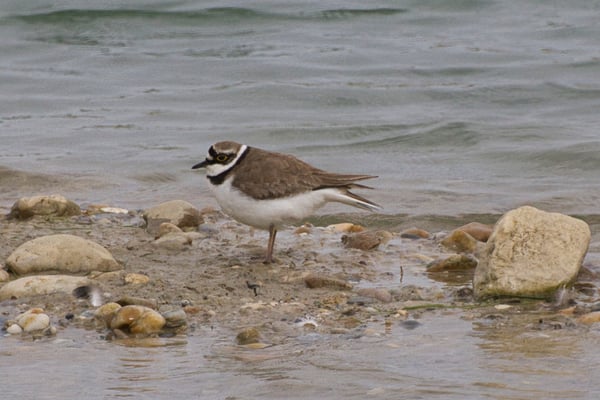 Flussregenpfeifer (Foto: Joachim Aschenbrenner)