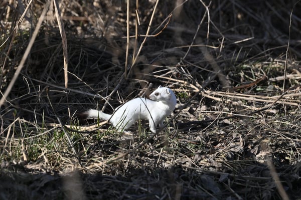 02. Februar: Hermelin im Naturschutzgebiet Vilstalsee (Foto: Dr. Siegfried Lechner).