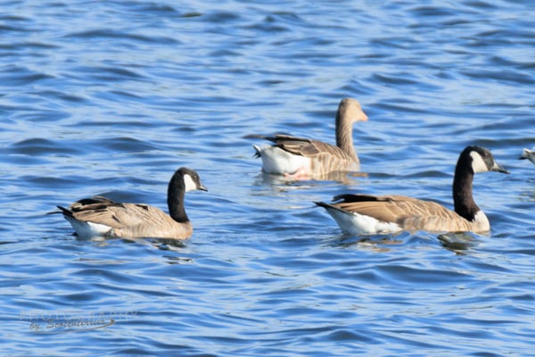 Zwergkanadagans neben Kanadagans und Graugans (Dingolfinger Stausee; Foto: Norbert Geisberger)