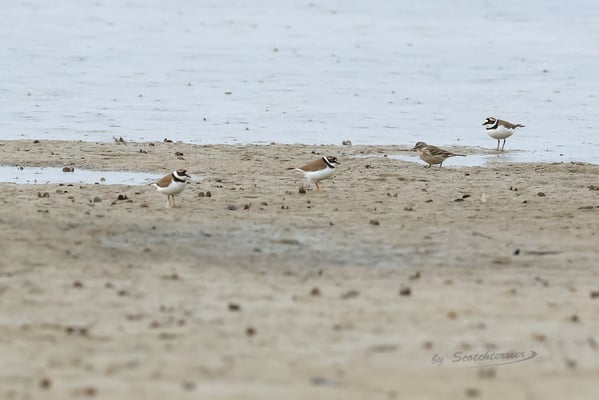 Dingolfinger Stausee, Flussregenpfeifer und Bergpieper (Foto: Norbert Geisberger)