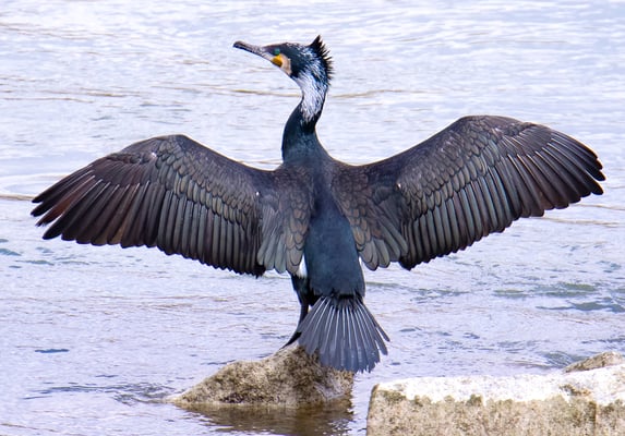 Kormoran (Foto: Fred Gruber)