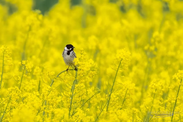 Rohrammer (Fotograf: Norbert Geisberger)