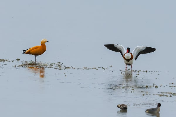 Dingolfinger Stausee, Rostgans und Brandgans (Foto: Norbert Geisberger)